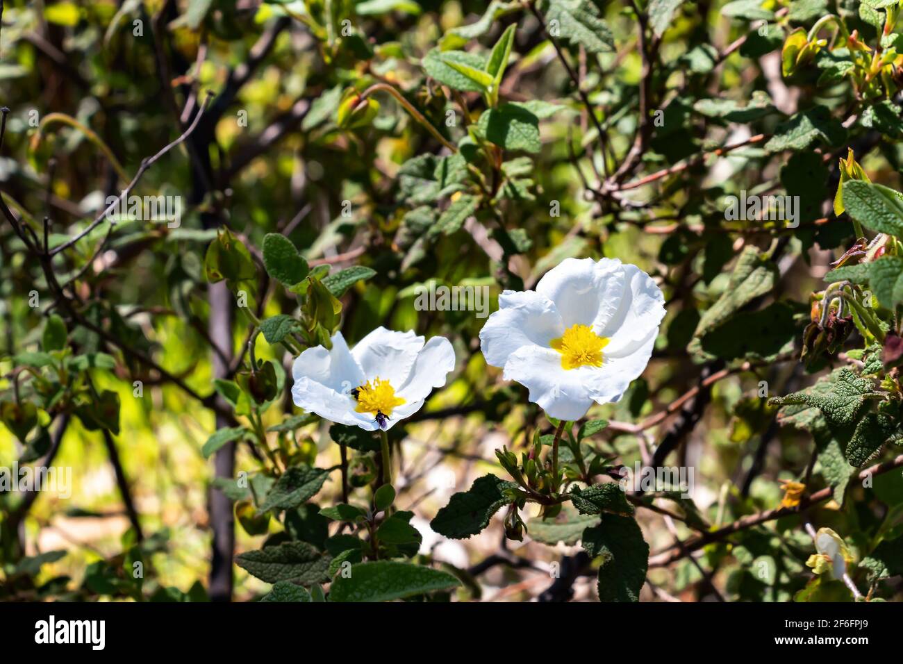 Cistus salviifolius, common names sage-leaved rock-rose, salvia cistus or Gallipoli rose, is a shrub of the family Cistaceae. Stock Photo
