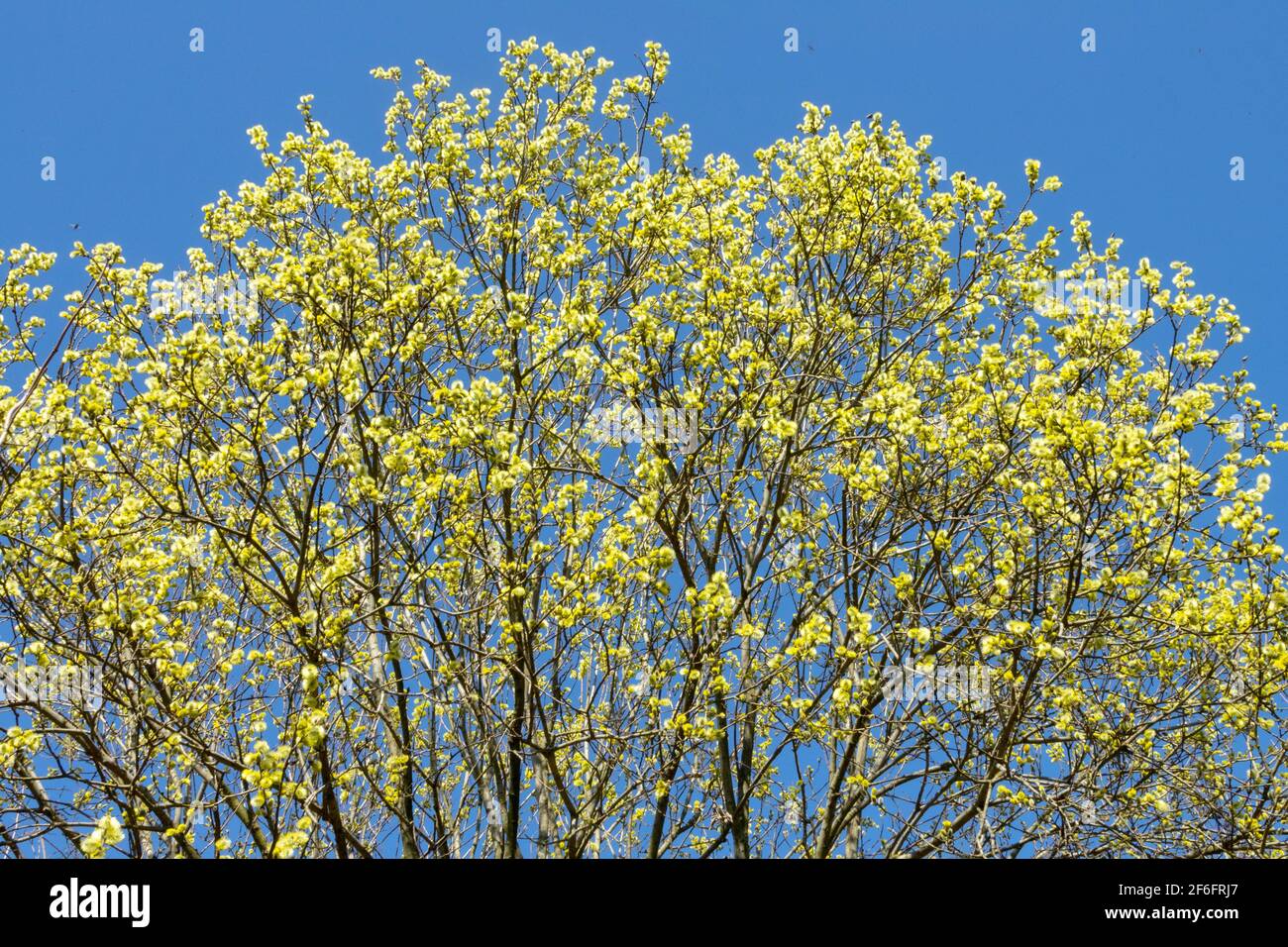 Salix caprea tree in march, Goat willow blooming Great sallow against ...