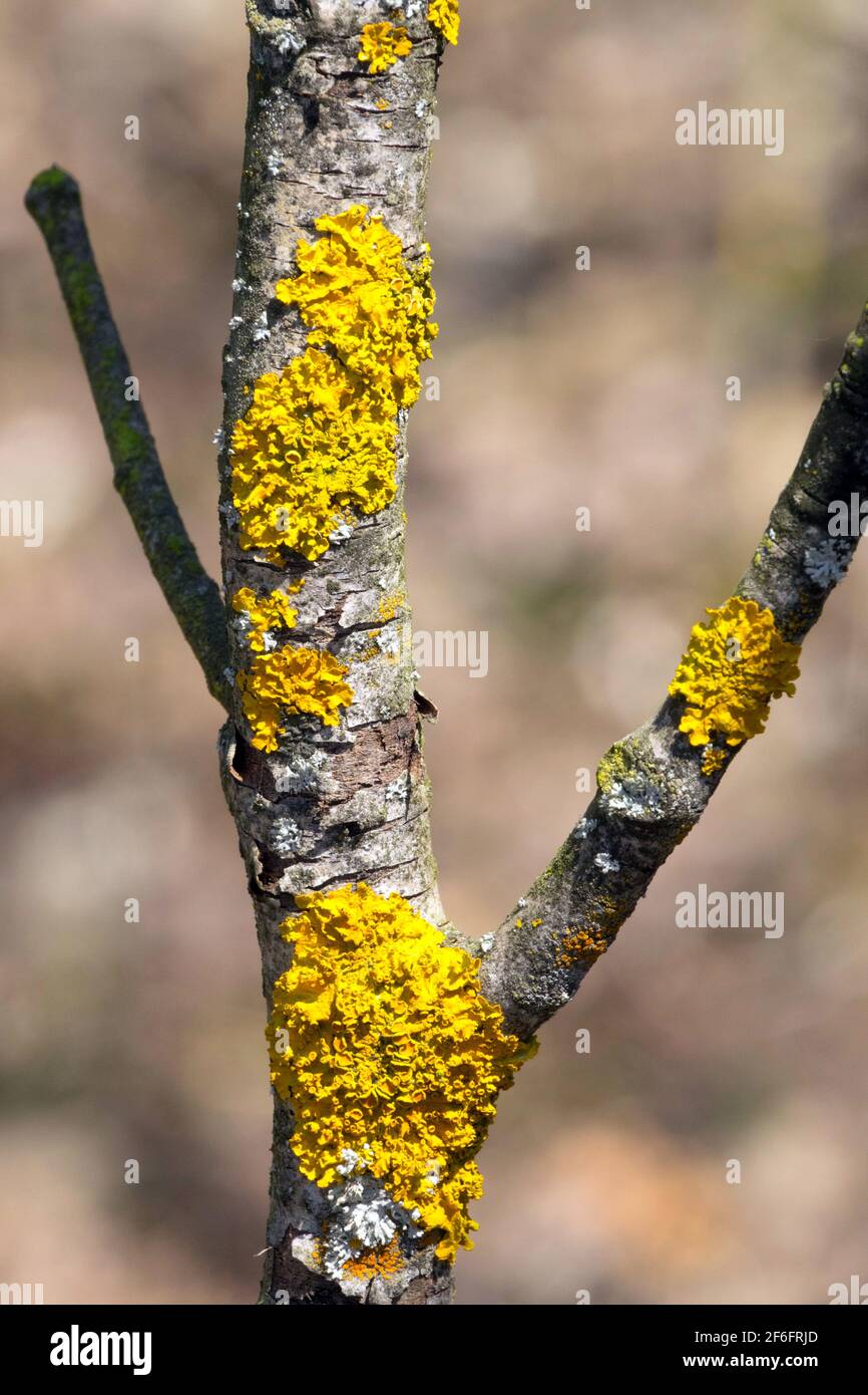 Yellow lichen on branch Stock Photo