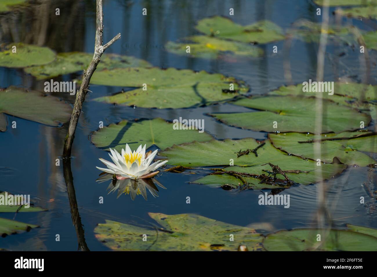 Water lily, Savannah National Wildlife Refuge, Hardeeville, South Carolina Stock Photo