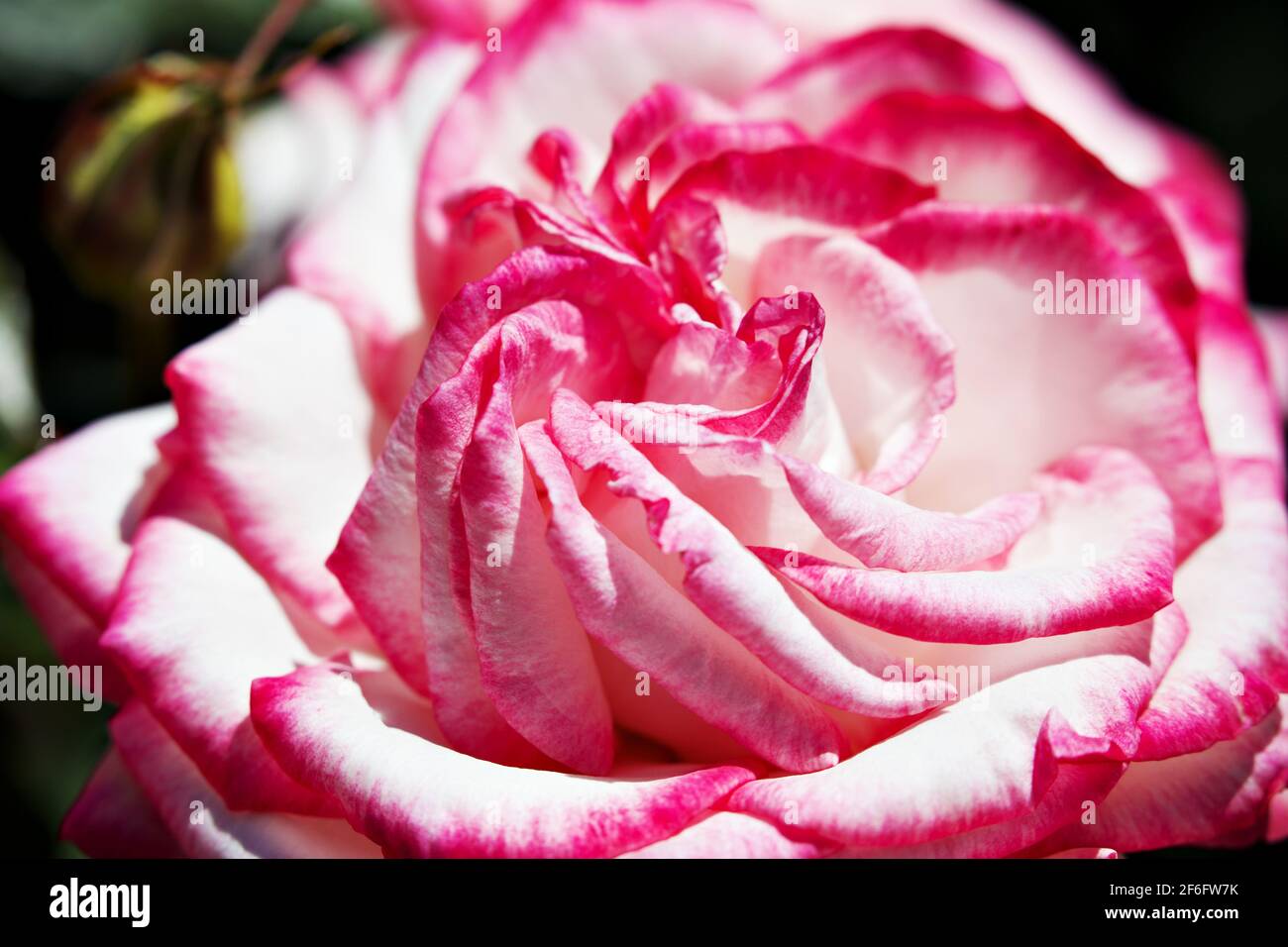 close up flower petal Stock Photo
