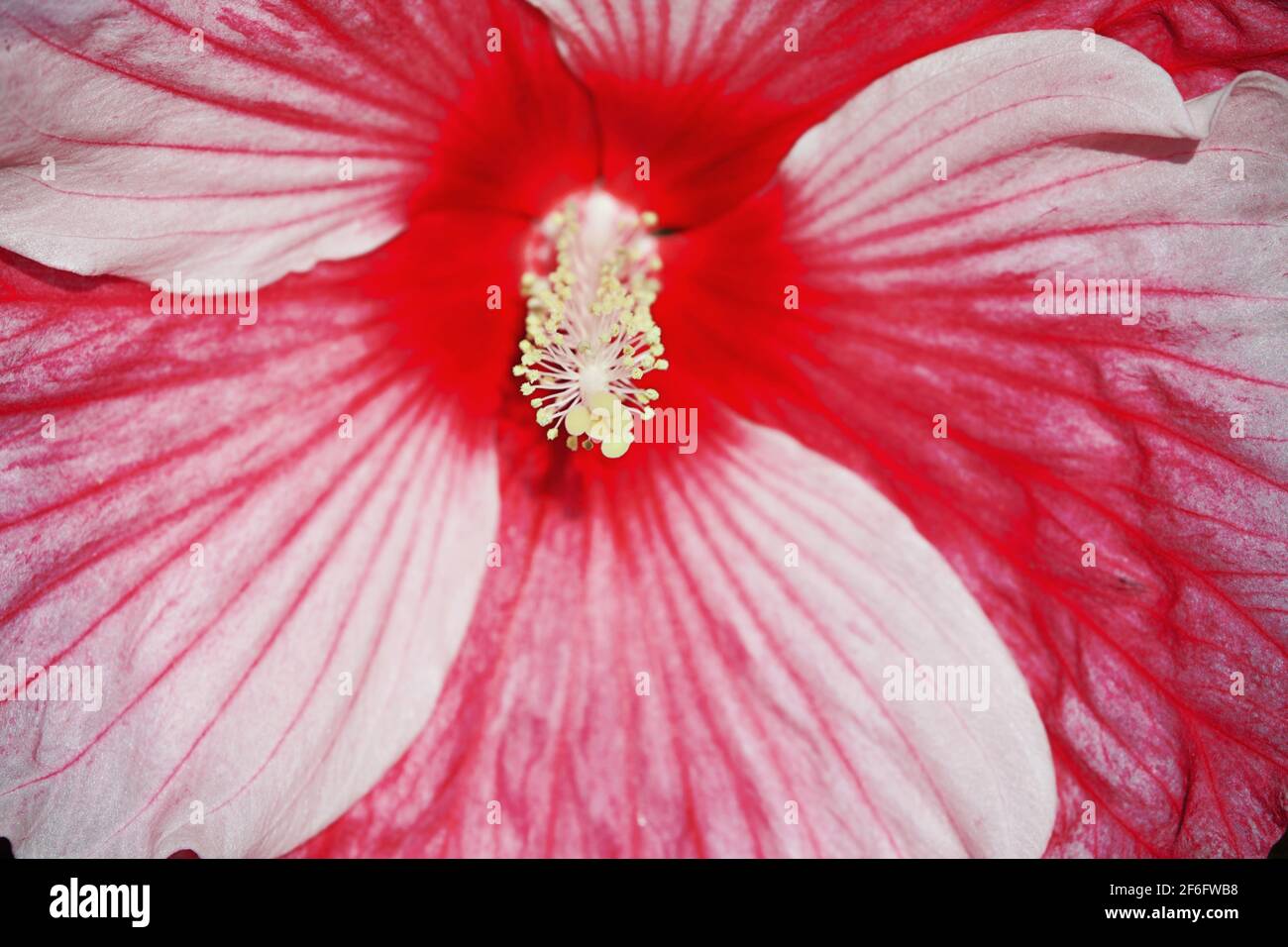 close up flower petal Stock Photo