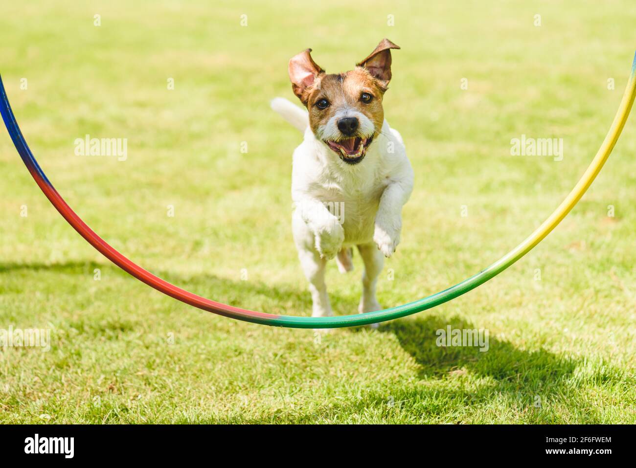 Happy dog having workout practise and obedience training outdoor on sunny summer day Stock Photo