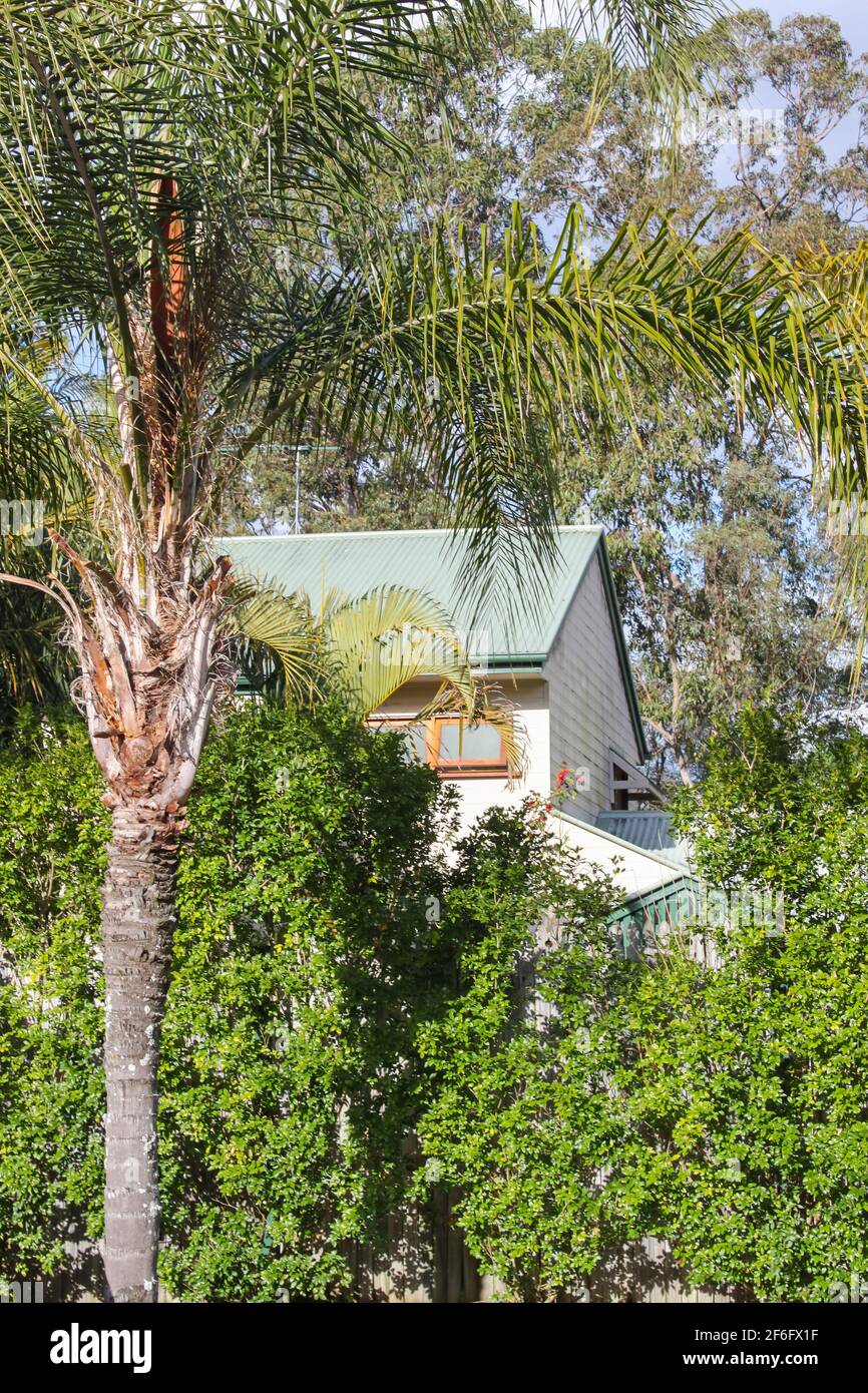 Australian house viewed through the trees with palm tree in foreground and gum trees behind.jpg Stock Photo