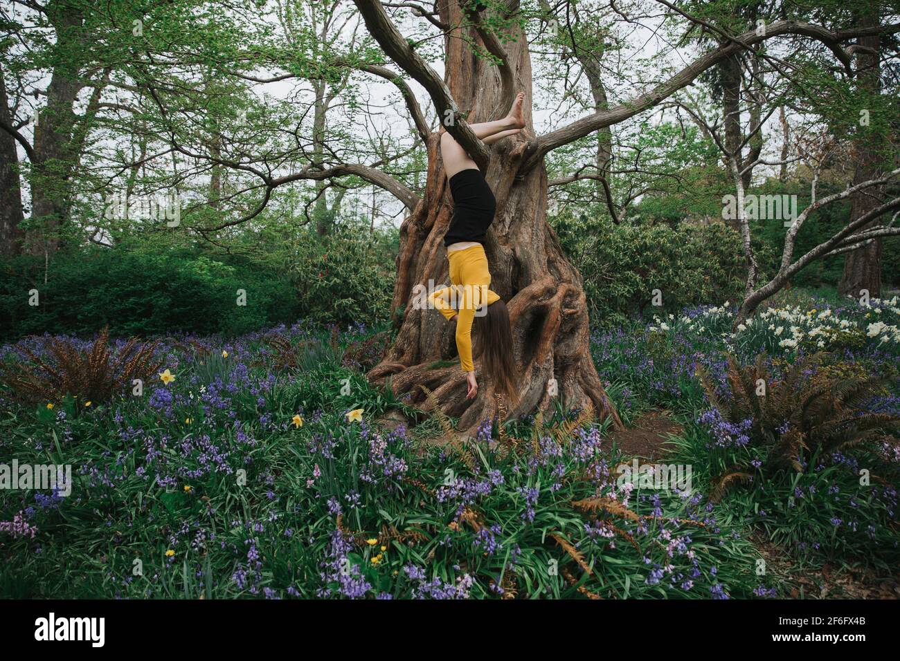 woman hanging upside down on the tree Stock Photo Alamy