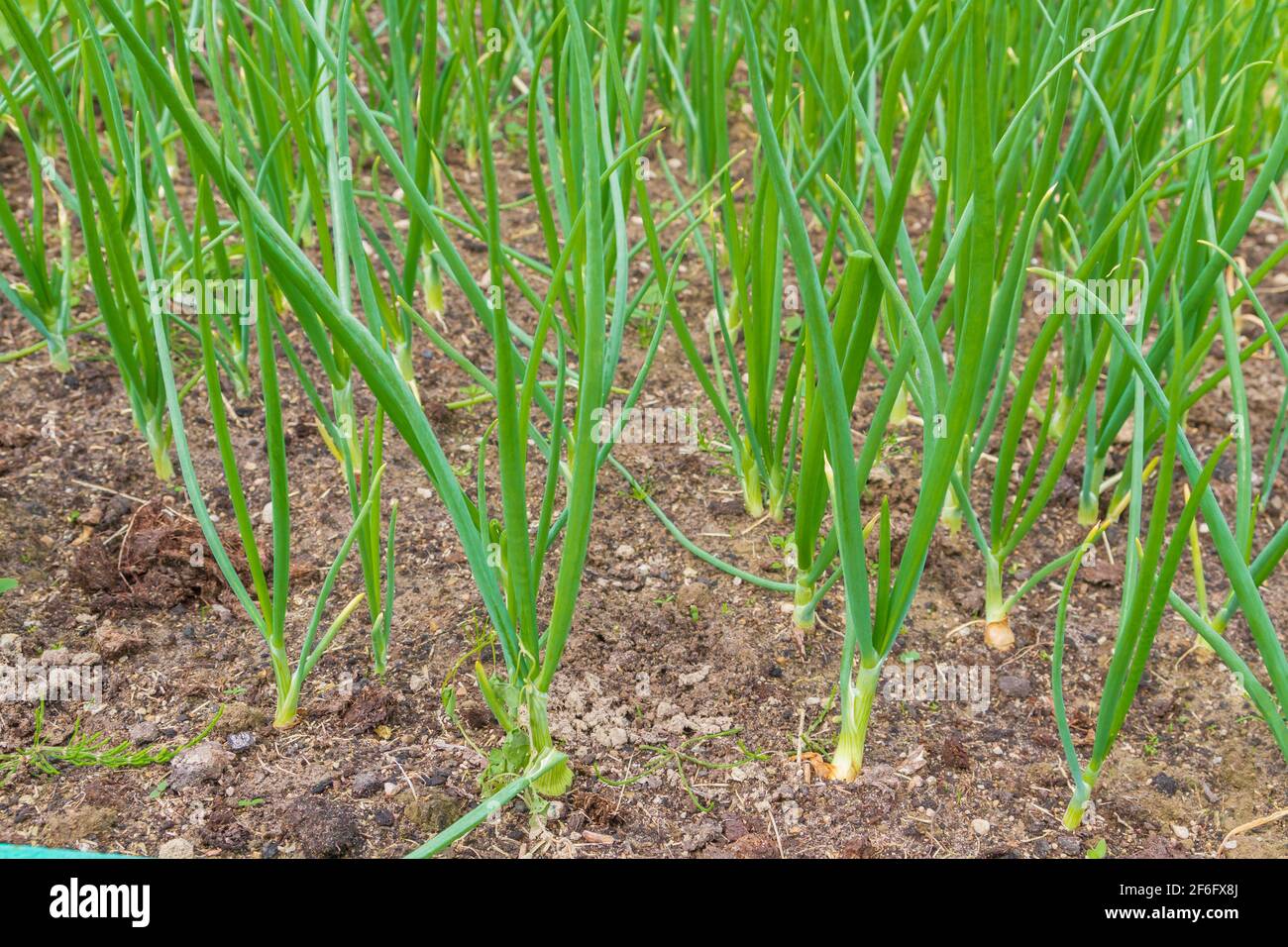 Green onions grow in the garden in the summer Stock Photo Alamy
