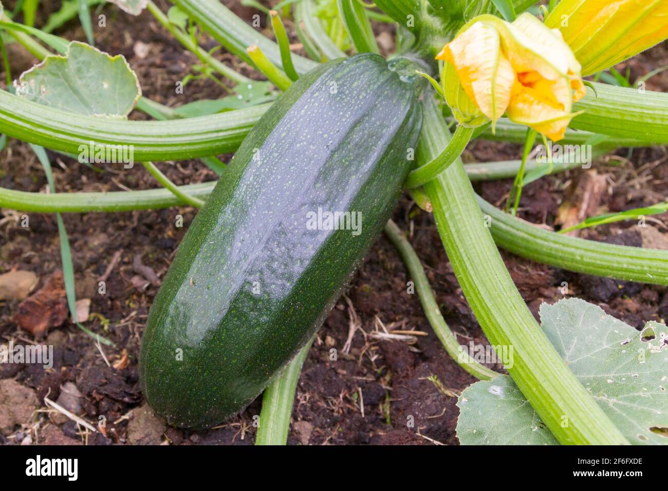 Green natural zucchini grow in the garden in the summer Stock Photo Alamy