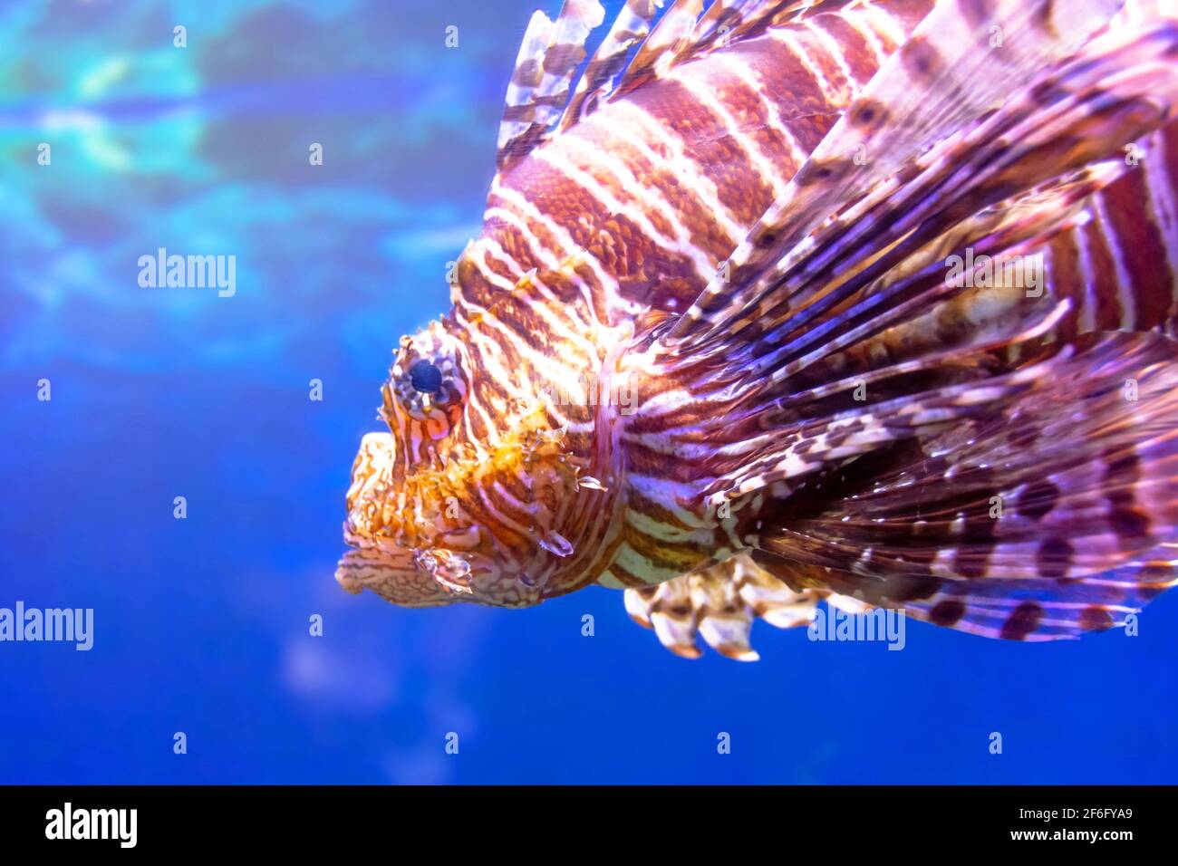 Dangerous Lionfish zebra fish in the mediterranean sea water Stock Photo