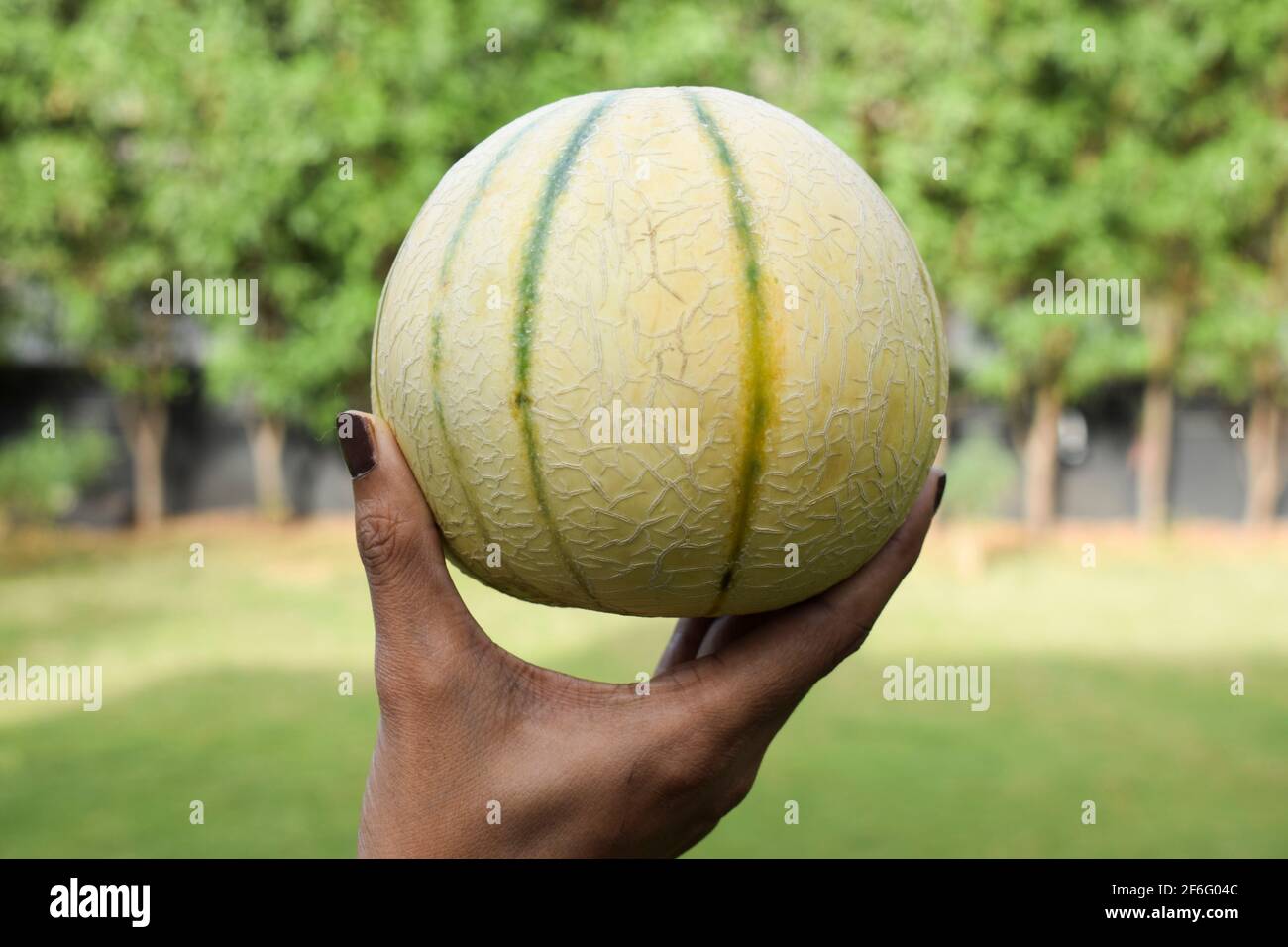Female holding Indian muskmelon fruit in palm. Healthy organic fruit ...