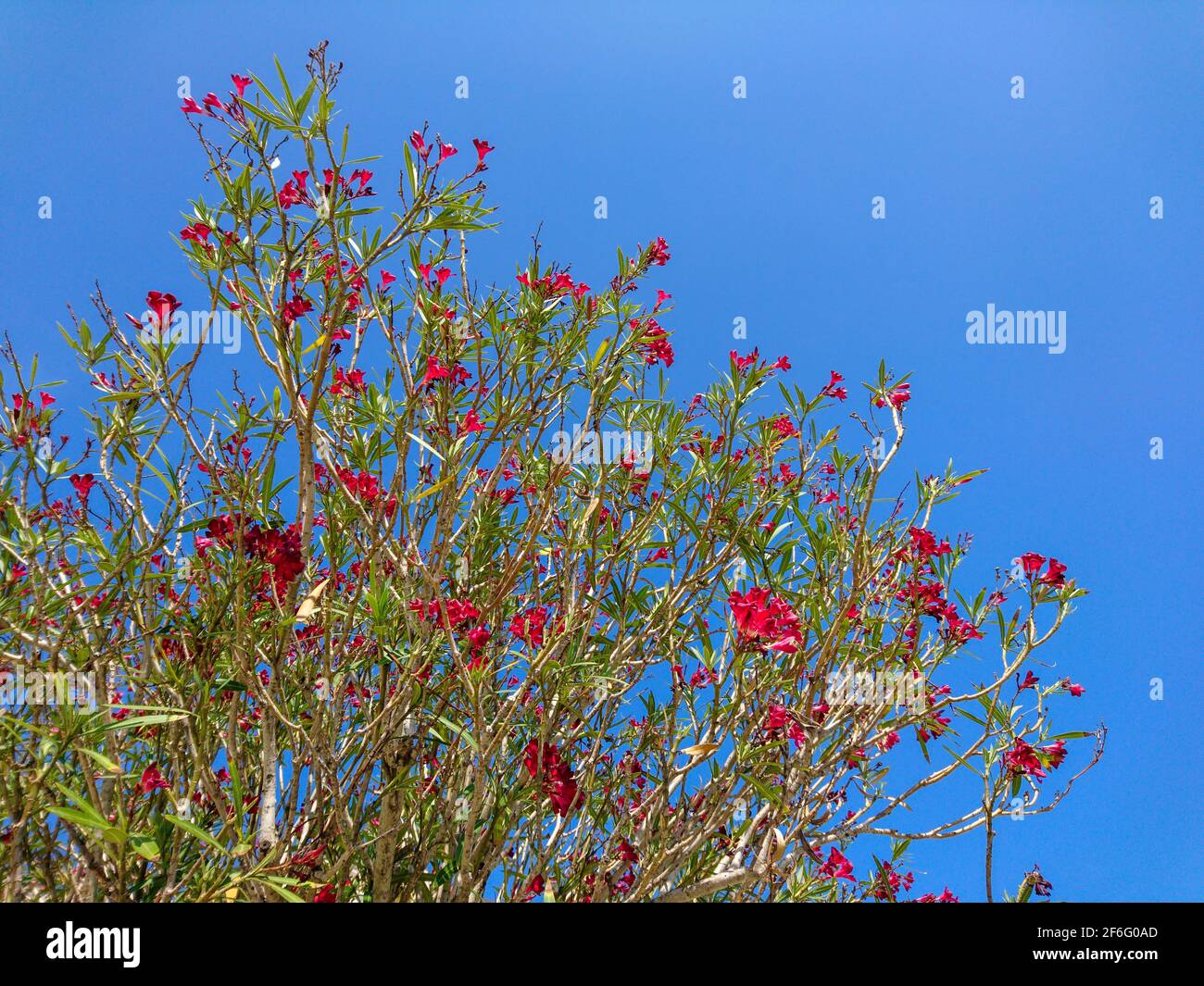 Red Nerium oleander shrub (small tree) on bright blue sky background. Subfamily Apocynoideae of the dogbane family Apocynaceae, landscaping plant Stock Photo