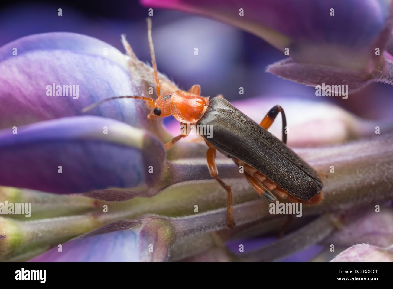 Soldier beetle Cantharis livida on lupin Stock Photo