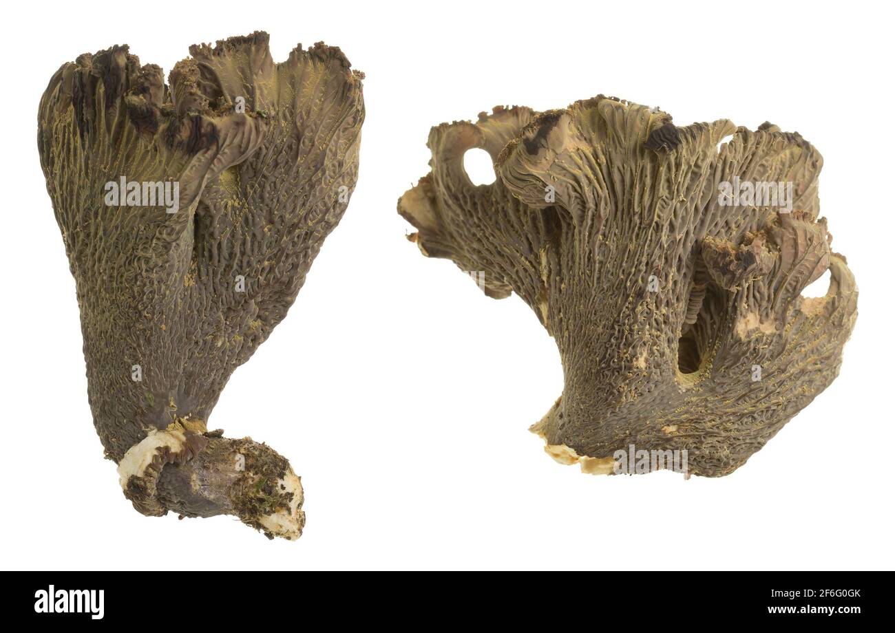 Violet chanterelle, Gomphus clavatus isolated on white background Stock