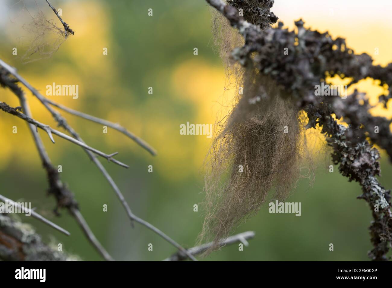 Lichen, Bryoria capillaris on branch Stock Photo