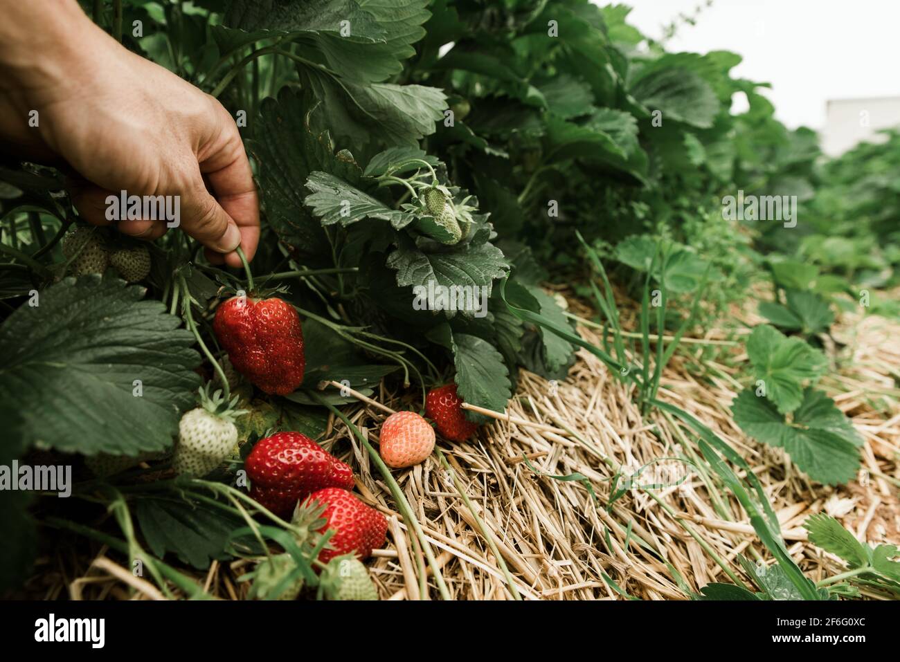 Farmer picking fresh red strawberries on organic strawberry farm field ...
