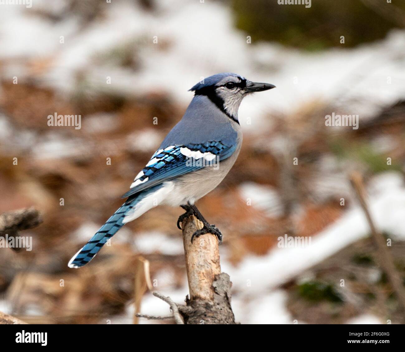 Blue Jay Bird Perched On A Branch In The Winter Season With A Blur Background In Its Environment And Habitat Displaying Blue And White Feathers Image Stock Photo Alamy Blue Jay Bird Perched On A Branch In The Winter Season With A Blur Background In Its Environment And Habitat Displaying Blue And White Feathers Image Stock Photo Alamy