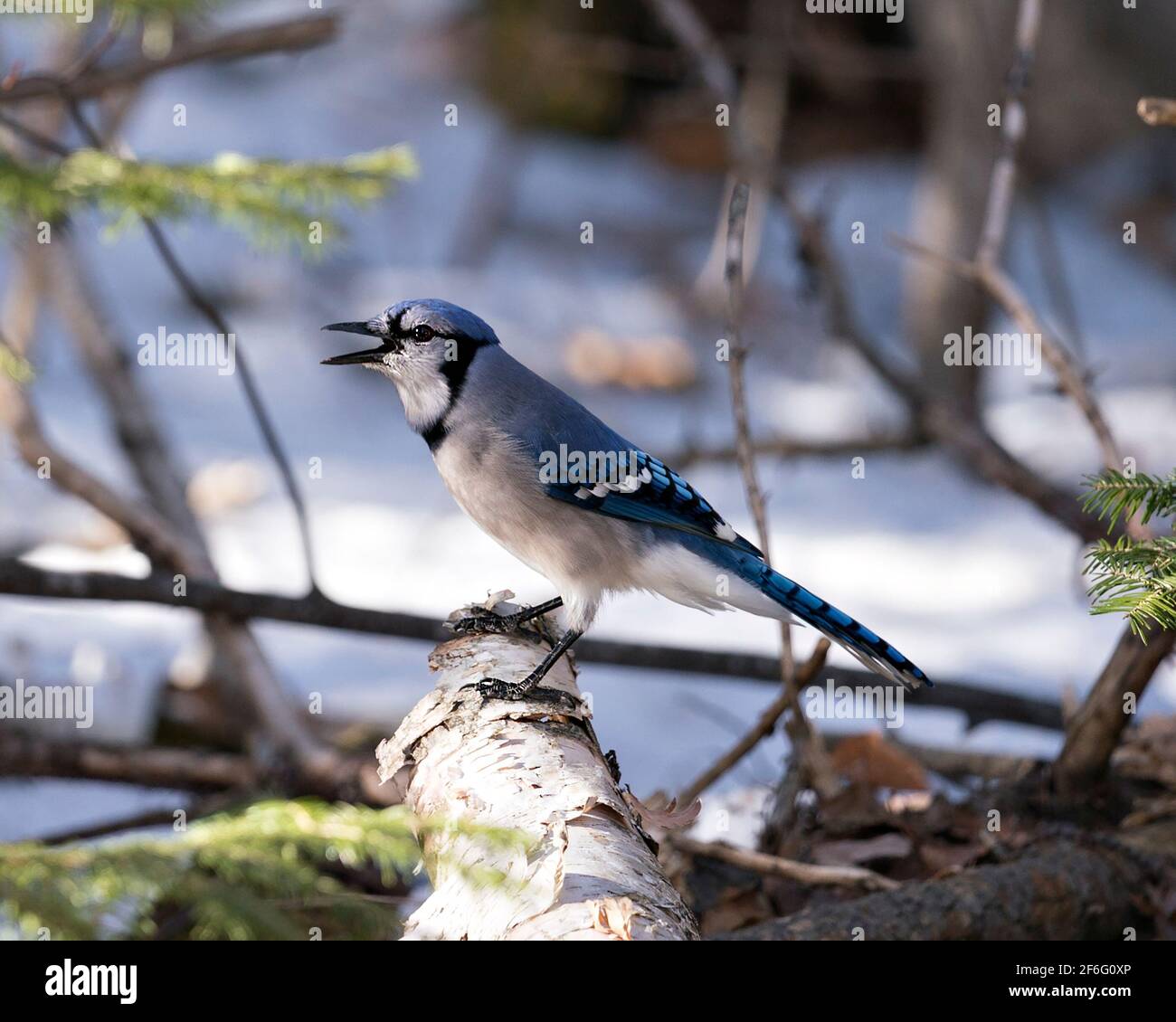 Blue Jay close-up profile side view with open beak and perched on a tree stump with a blur background in the forest environment and habitat. Image. Stock Photo