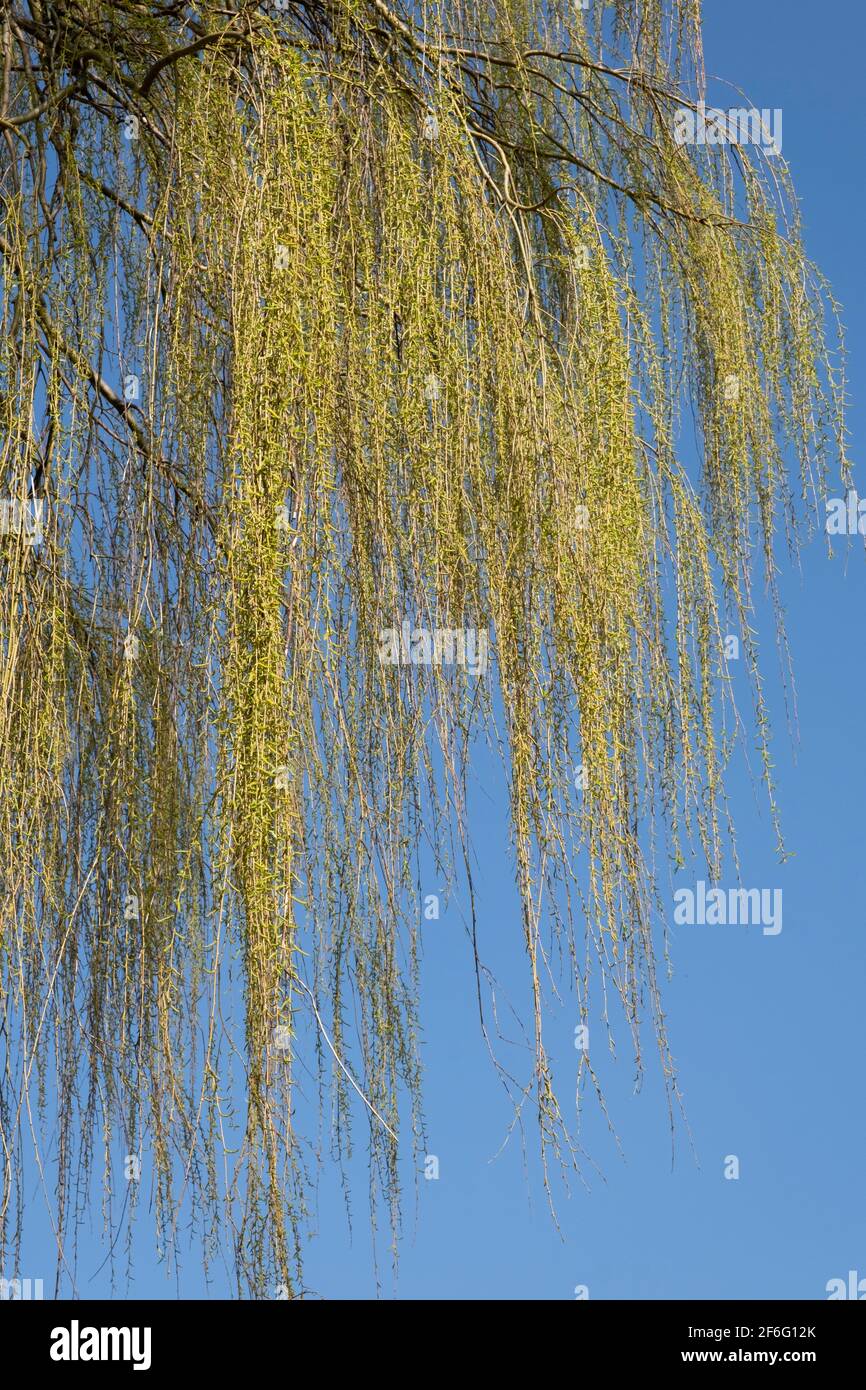 Close up of some light green hanging twigs and leaves of the Salix babylonica (Babylon willow or weeping willow) tree in early spring with a blue sky Stock Photo