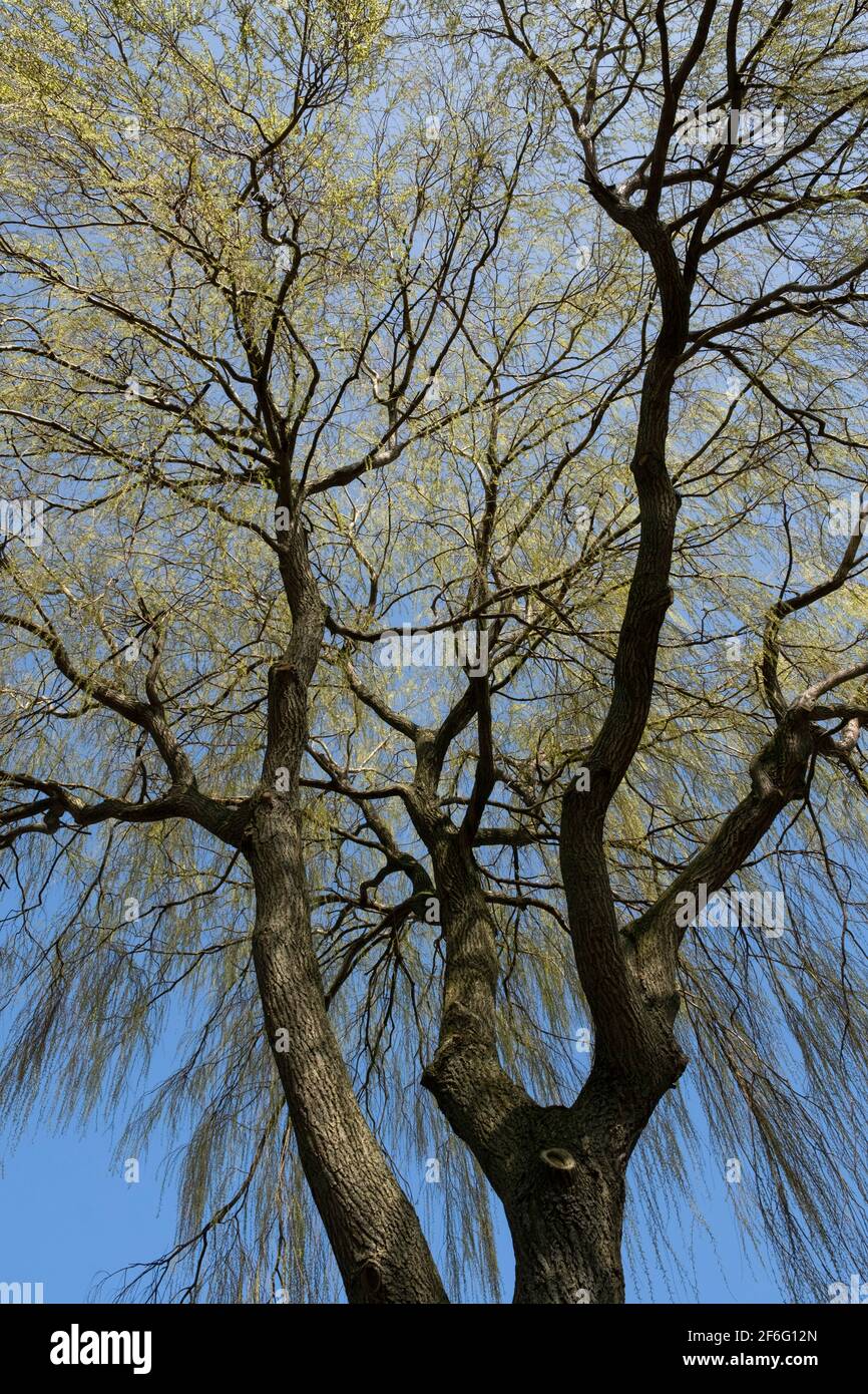 Salix babylonica (Babylon willow or weeping willow) tree with light green twigs and leaves hanging like falling rain in early spring at blue sky Stock Photo