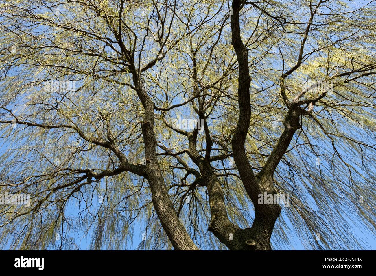 Salix babylonica (Babylon willow or weeping willow) tree with light green twigs and leaves hanging like falling rain in early spring at blue sky Stock Photo