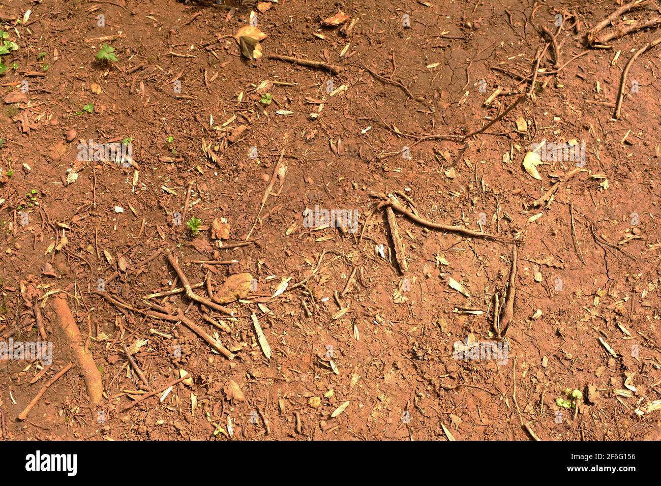 March 2021 Dirt and leaf litter for use as a background or texture
