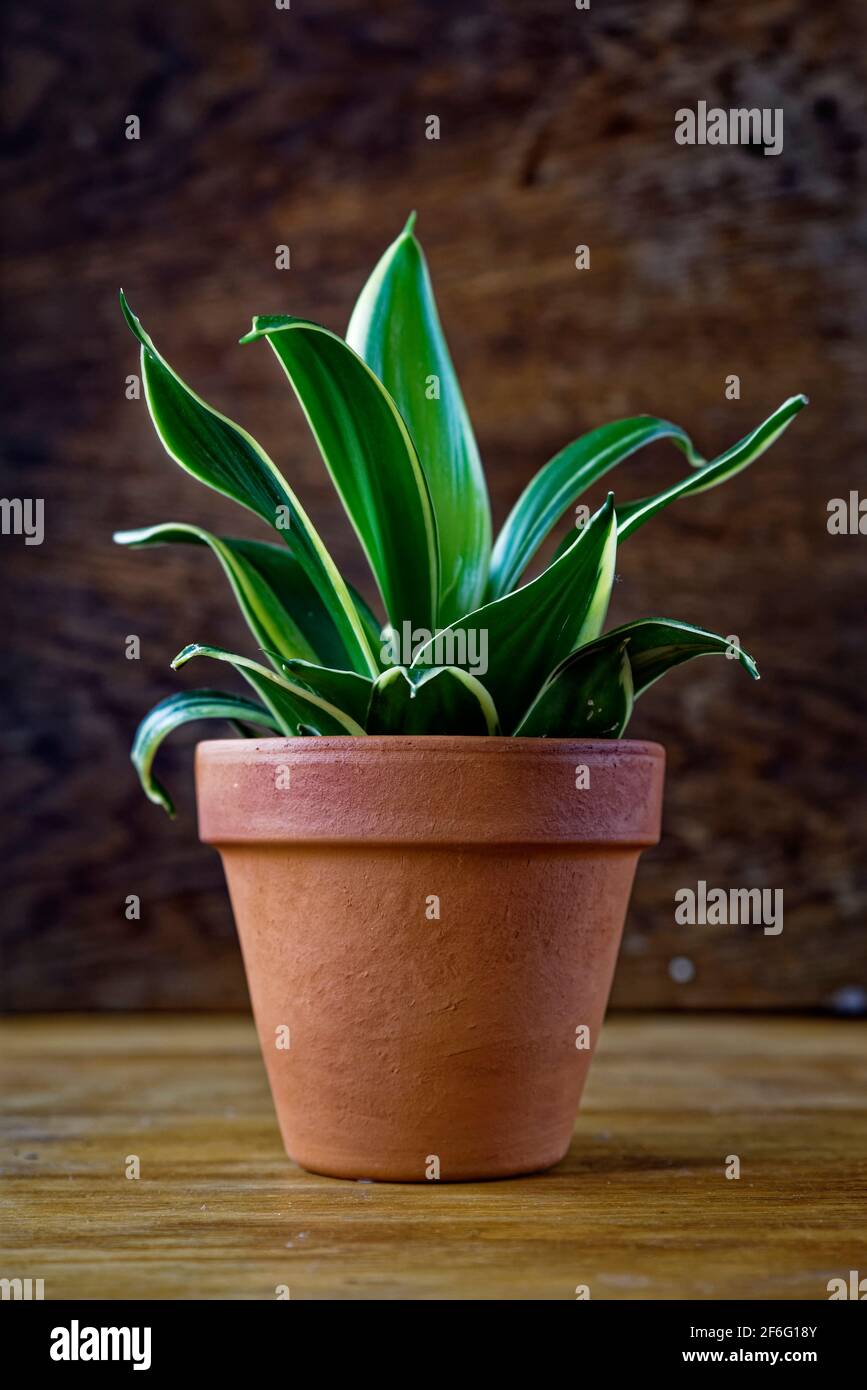 Interior decoration and houseplant care concept. Sansevieria trifasciata prain or snake plant in terracotta flower pot on rustic background Stock Photo