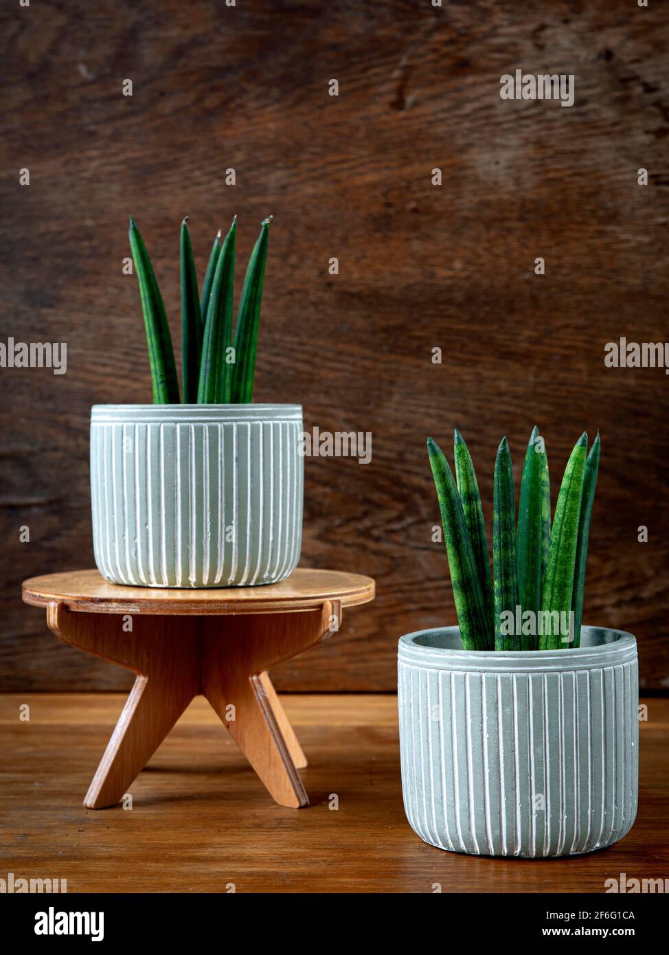 Interior decoration and houseplant care concept. Sansevieria cylindrica or snake plant in ceramic flower pots on rustic wooden background Stock Photo