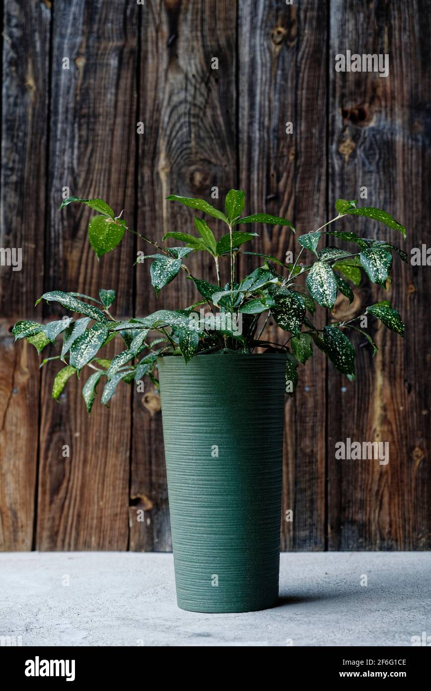 Chinese evergreen plant (aglaonema) in green flower pot on dark rustic wooden background. Green tropical houseplant, home decoration Stock Photo