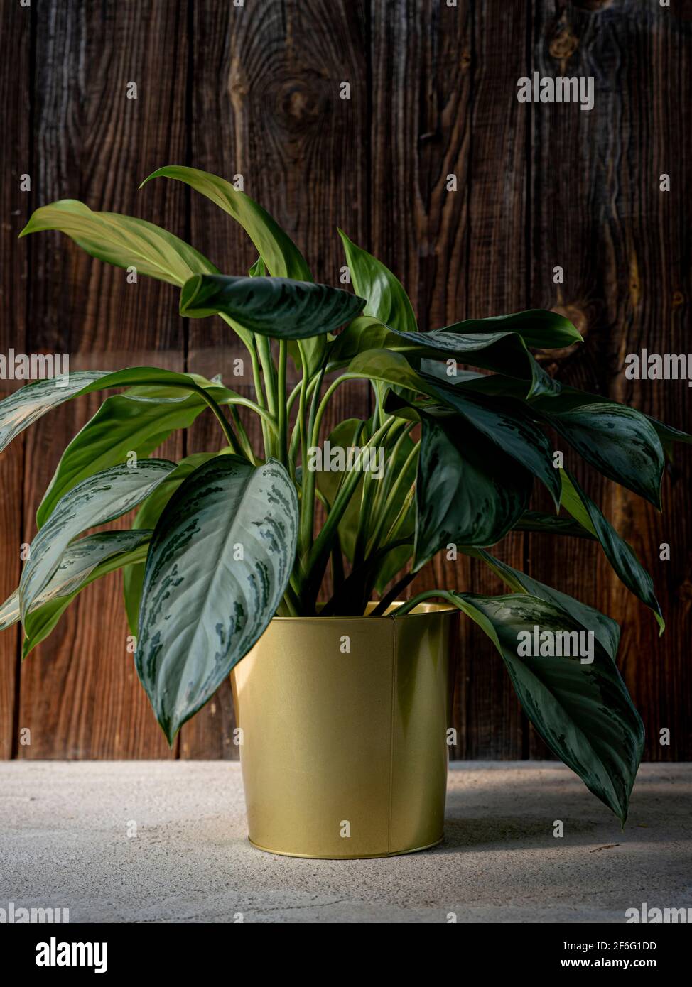 Chinese evergreen plant (aglaonema) in golden flower pot on dark rustic wooden background. Green tropical houseplant, home decoration Stock Photo
