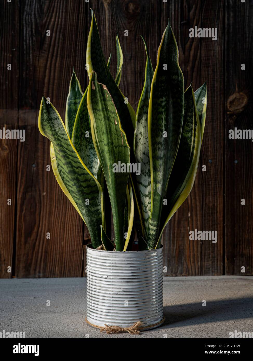 Interior decoration and houseplant care concept. Sansevieria trifasciata prain or snake plant in metallic flower pot isolated on rustic wooden backgro Stock Photo