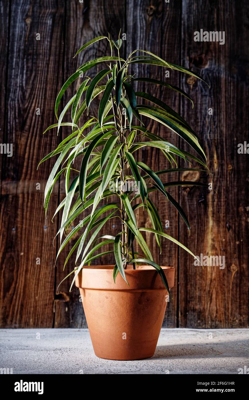 Dracaena plant in terracotta flower pot on rustic wooden background. Interior decoration and green houseplants. Indoor plants care Stock Photo