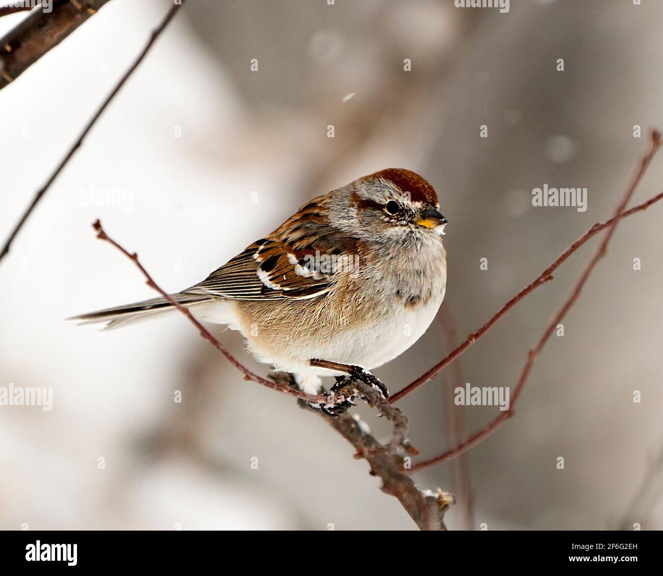 Common Red poll bird perched on a branch in the winter season with falling snow on its feathers and enjoying its environment and habitat. Image. Stock Photo