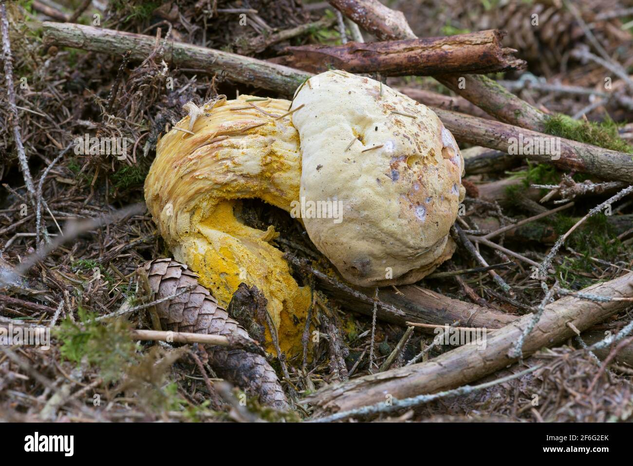 Bolete eater, Hypomyces chrysospermus Stock Photo