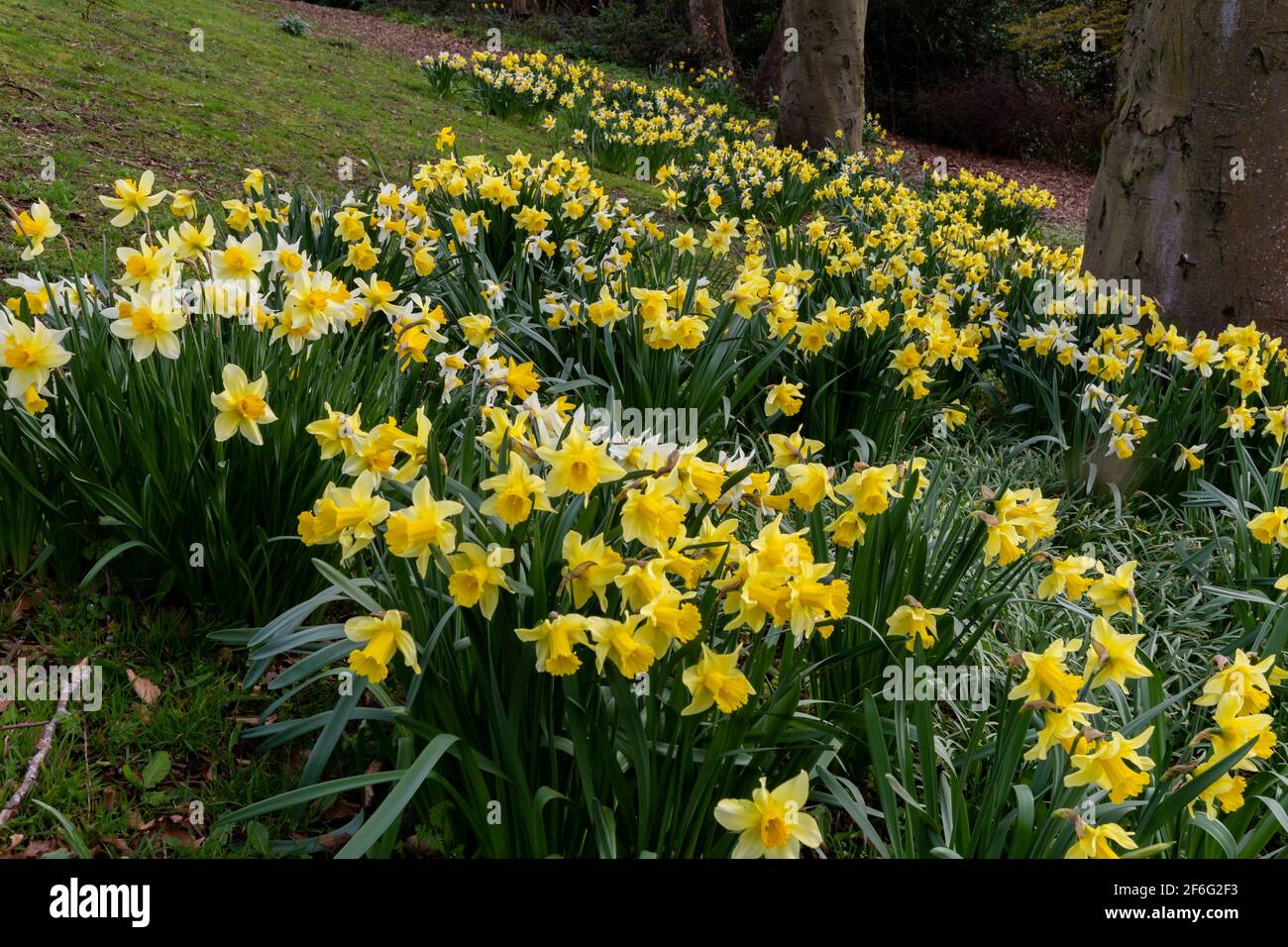 Daffodils in full bloom planted around a tree Stock Photo Alamy