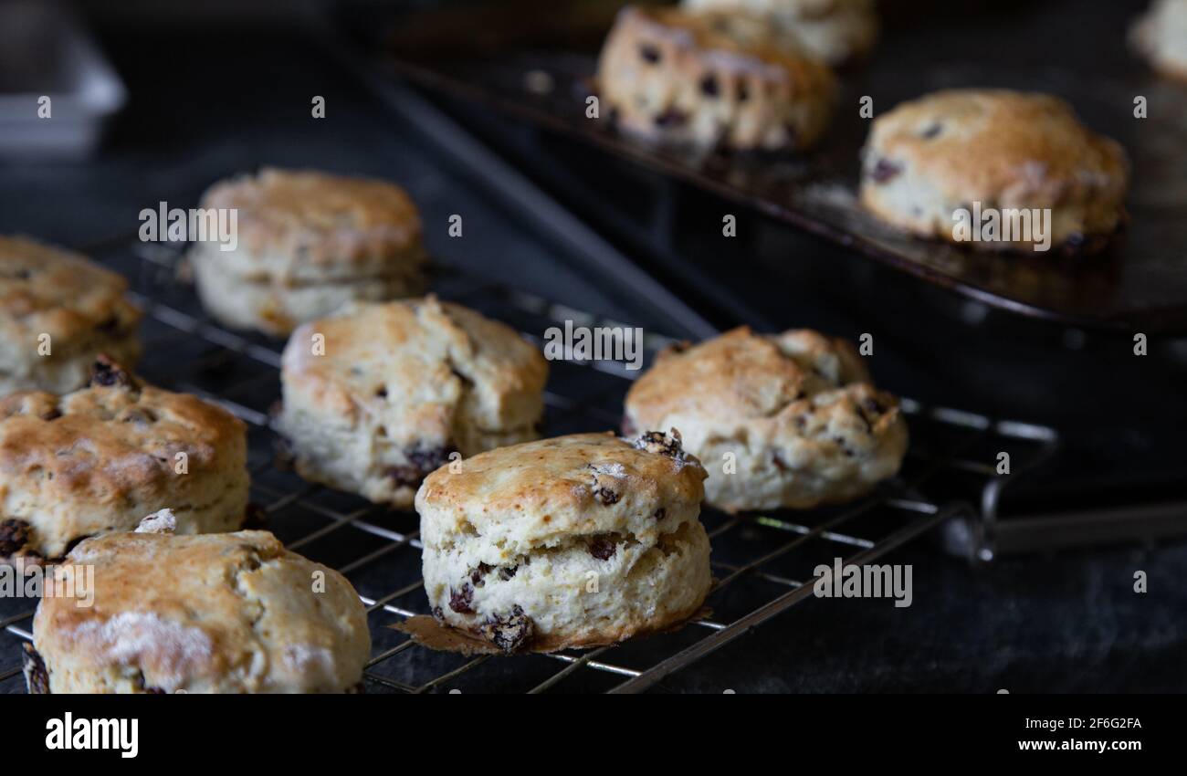 Freshly baked fruit scones on a cooling rack. Stock Photo