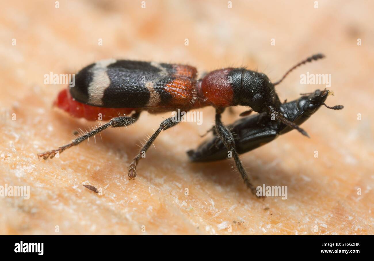 Ant beetle, Thanasimus formicarius feeding on beetle Stock Photo