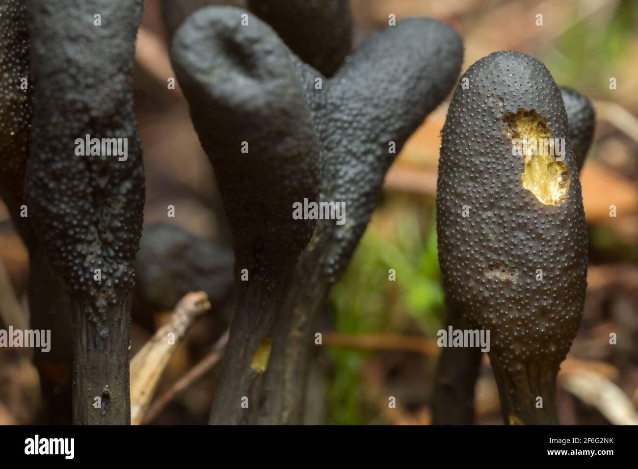 Macro photo of parasitic fungi Elaphocordyceps ophioglossoides Stock Photo