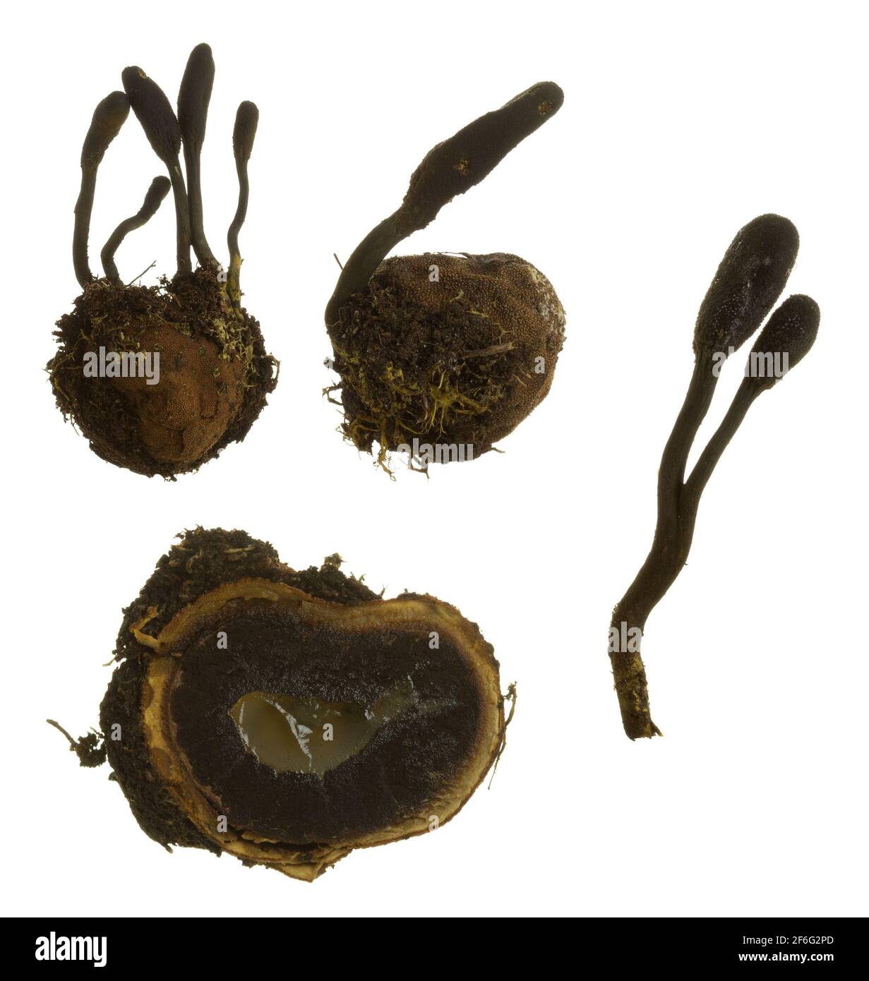 False truffle, Elaphomyces granulatus and parasitic fungi, Elaphocordyceps ophioglossoides isolated on white background Stock Photo