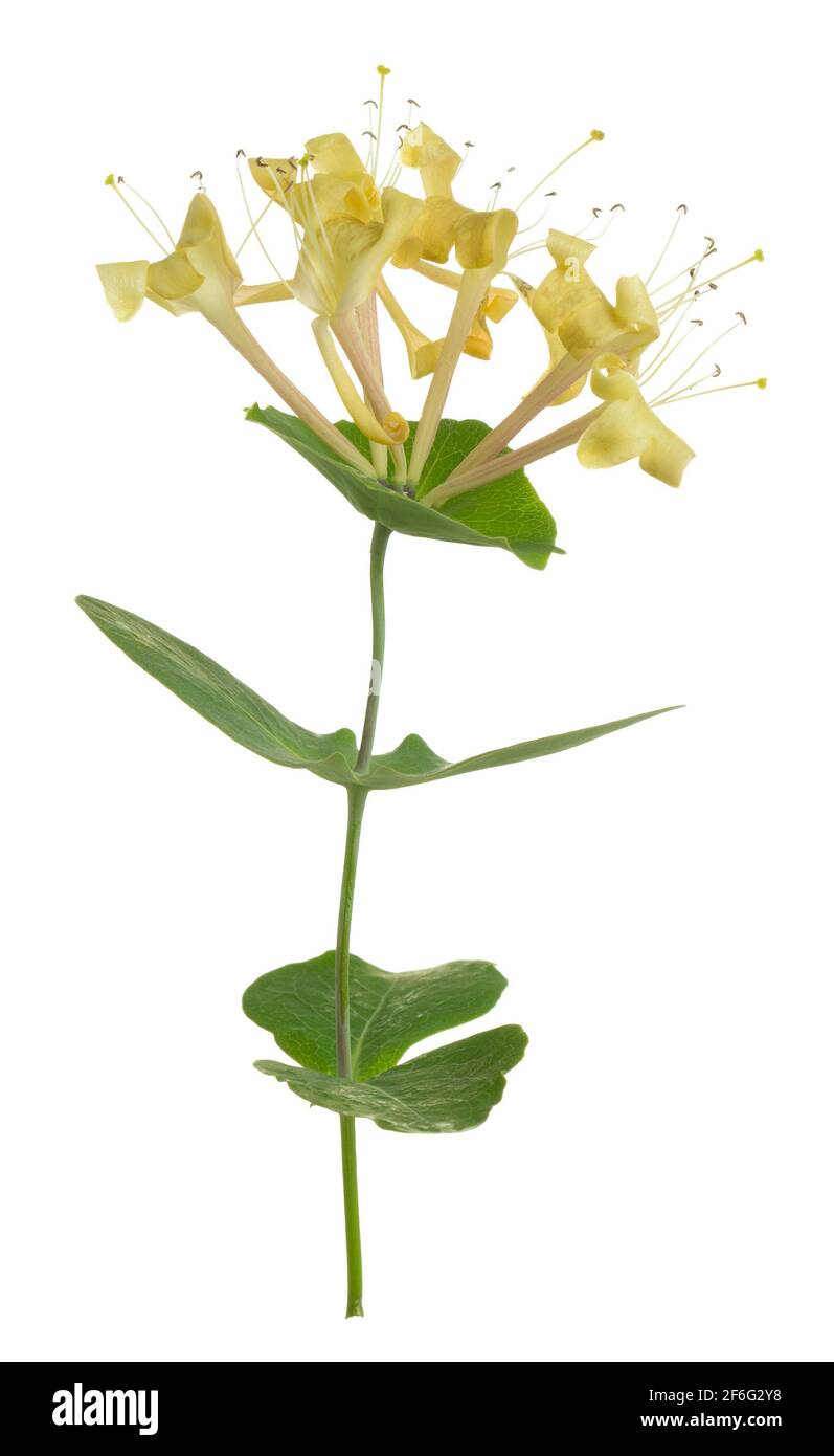 Blooming italian woodbine, Lonicera caprifolium isolated on white background Stock Photo