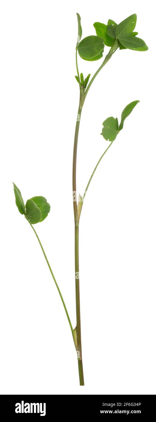 Clover, Trifolium plant isolated on white background Stock Photo