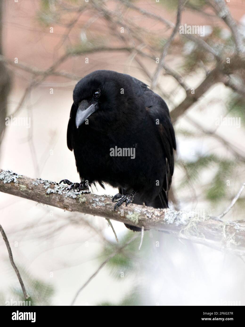 Raven bird perched on a tree branch with blur forest background displaying black feather plumage in its environment and habitat. Crow Stock Photos. Stock Photo