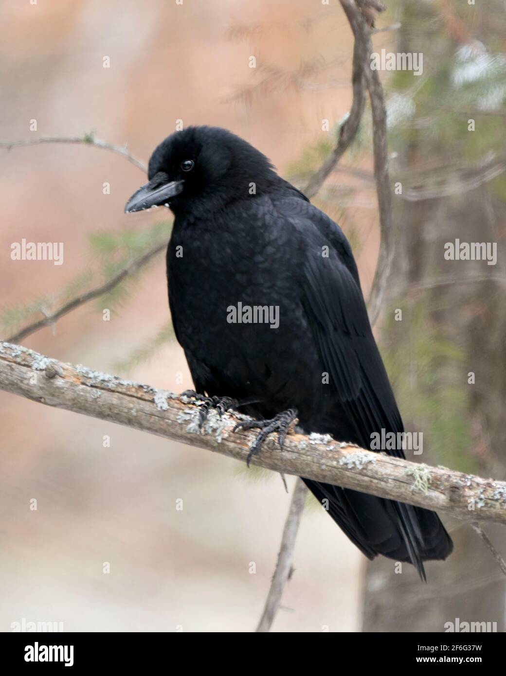 Raven bird perched on a tree branch with blur forest background