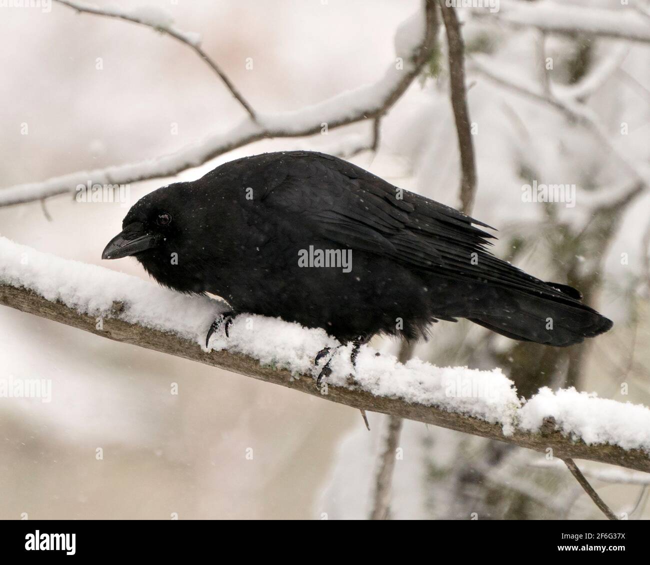Raven bird perched on a branch with snow and a blur forest background with falling snow on its black feathers enjoying its environment and habitat. Stock Photo