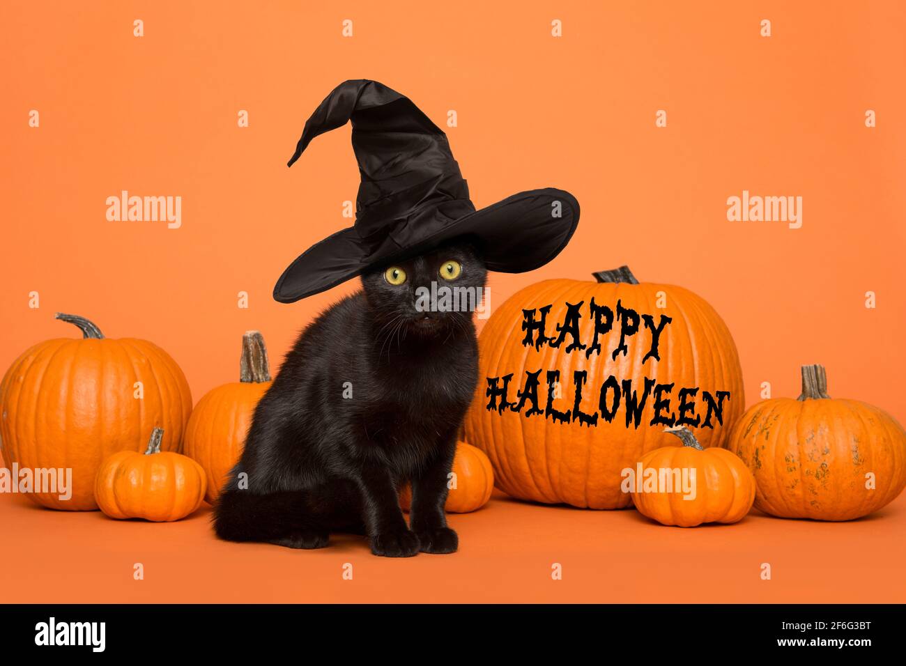 Black cat wearing a witch hat between orange pumpkins on an orange background wishing you happy halloween Stock Photo