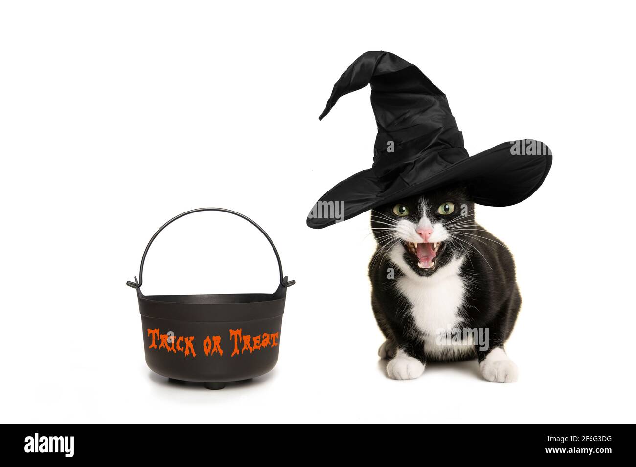 Black and white cat with witch hat and a cauldron asking for trick or treat during halloween, isolated on a white background Stock Photo