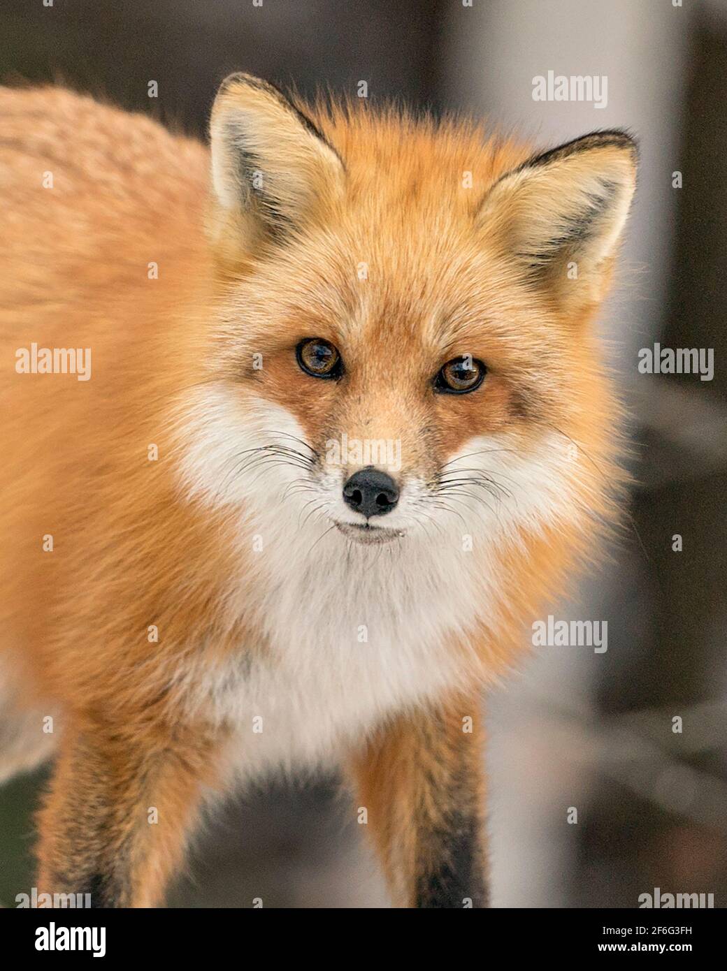 Red Fox head shot close-up profile view with a blur background in the forest looking at the camera displaying fur, in its environment. Fox Image. Stock Photo