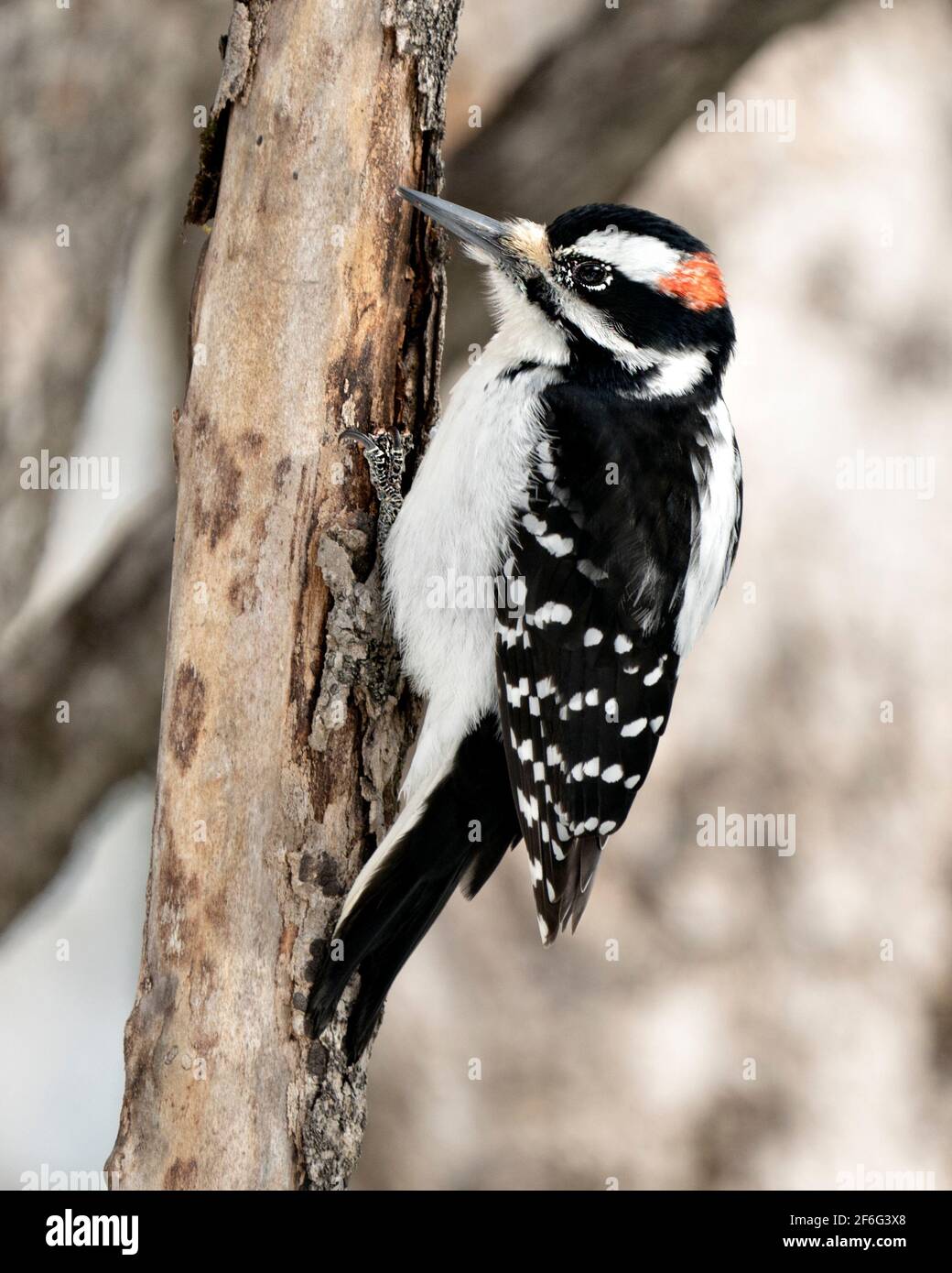 Woodpecker close-up profile view climbing tree trunk and drumming in its environment and habitat in the forest with a blur background. Image. Picture. Stock Photo