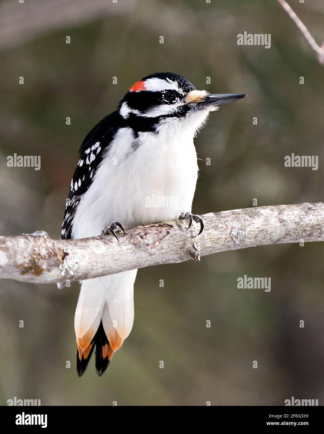 Woodpecker close-up profile view perched on tree branch and displaying feather plumage in its environment in the forest with a blur background. Image. Stock Photo