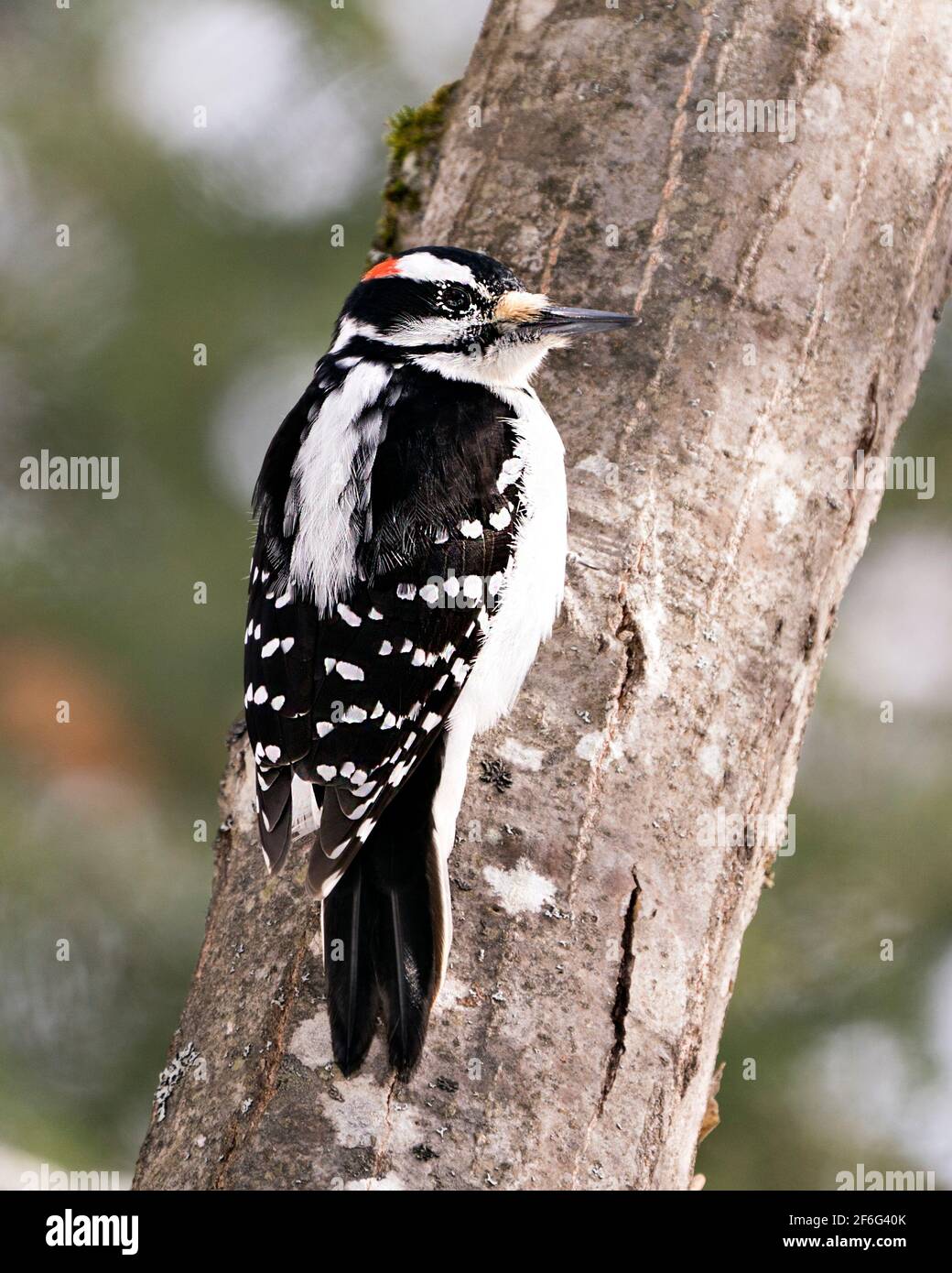 Woodpecker close-up profile view climbing tree trunk and displaying feather plumage in its environment in the forest with a blur background. Image. Stock Photo