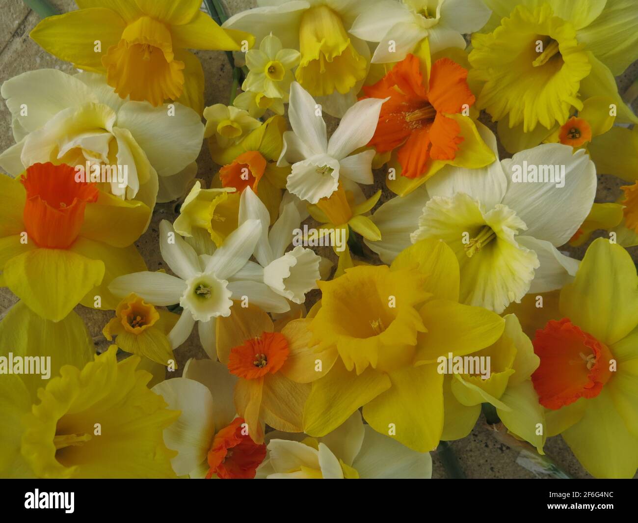 A host of golden daffodils mass of yellow, white and orange narcissi