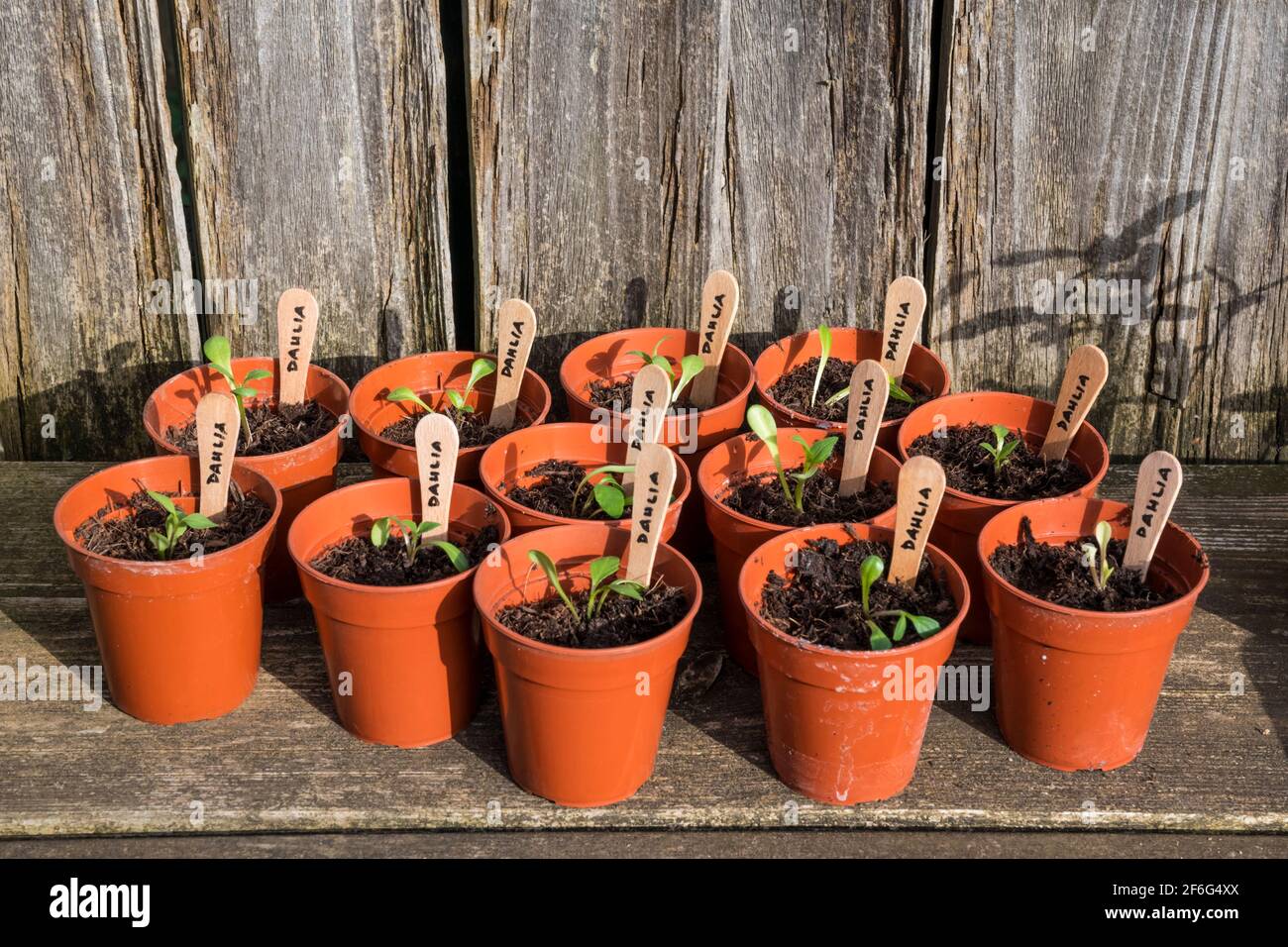 Potted on dahlia seedlings in re-used plastic flowerpots with lollipop sticks for labels. Stock Photo